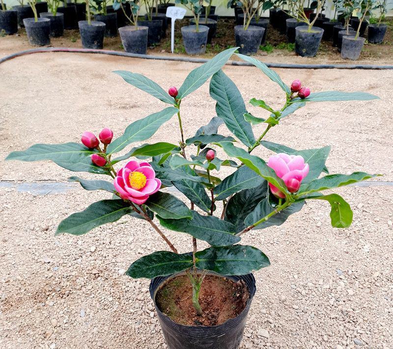 四季海棠越南抱茎茶花盆栽四季开花名贵品种客厅阳台种植花卉