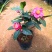 四季海棠越南抱茎茶花盆栽四季开花名贵品种客厅阳台种植花卉