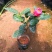 四季海棠越南抱茎茶花盆栽四季开花名贵品种客厅阳台种植花卉