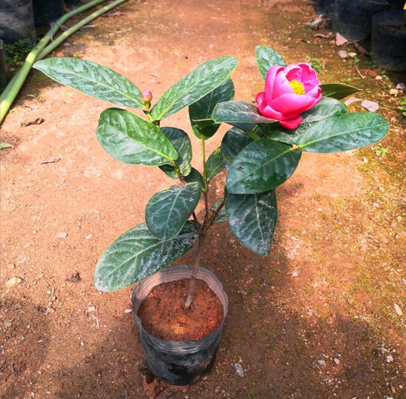四季海棠越南抱茎茶花盆栽四季开花名贵品种客厅阳台种植花卉