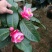 四季海棠越南抱茎茶花盆栽四季开花名贵品种客厅阳台种植花卉