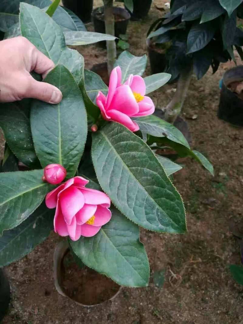 四季海棠越南抱茎茶花盆栽四季开花名贵品种客厅阳台种植花卉