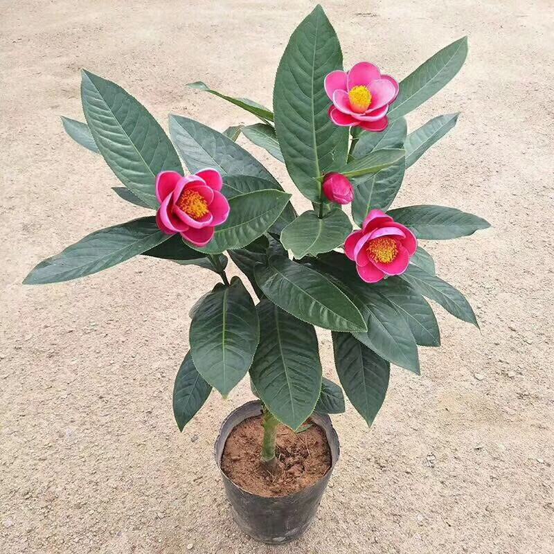 四季海棠越南抱茎茶花盆栽四季开花名贵品种客厅阳台种植花卉