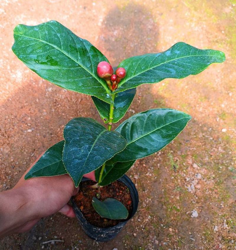 四季海棠越南抱茎茶花盆栽四季开花名贵品种客厅阳台种植花卉
