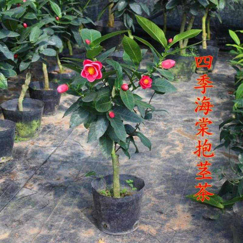 四季海棠越南抱茎茶花盆栽四季开花名贵品种客厅阳台种植花卉