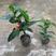 四季海棠越南抱茎茶花盆栽四季开花名贵品种客厅阳台种植花卉