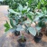 四季海棠越南抱茎茶花盆栽四季开花名贵品种客厅阳台种植花卉