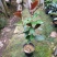 四季海棠越南抱茎茶花盆栽四季开花名贵品种客厅阳台种植花卉