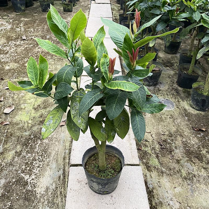 四季海棠越南抱茎茶花盆栽四季开花名贵品种客厅阳台种植花卉