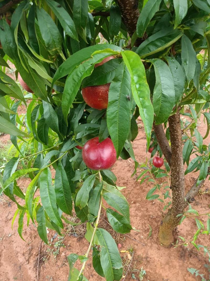 黄心油桃