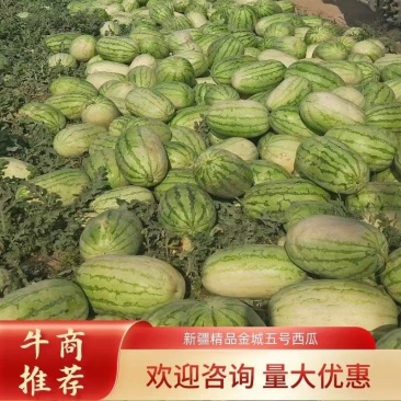 新疆西瓜代办、新疆西瓜、吐鲁番-哈密-昌吉西瓜，金城五号