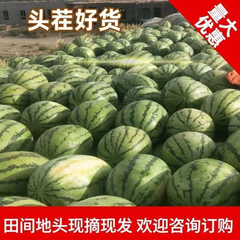 吐鲁番金城5号安农2号西瓜即将大量上市欢迎老客户
