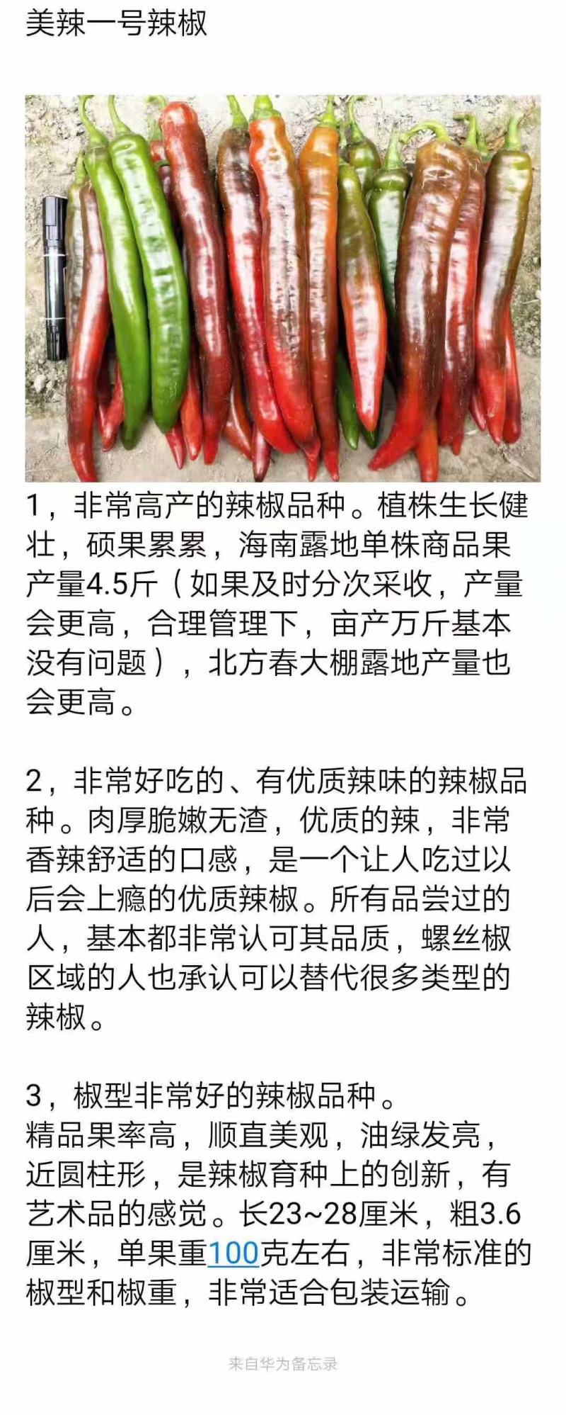 美辣华之秀一号辣椒种子抗病耐寒耐热囗感好水果型辣椒坐果强