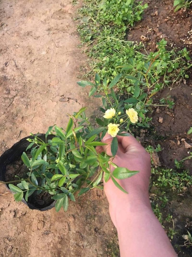 木香花苗爬藤植物庭院蔷薇开花特大花四季浓香甜蜜红木香黄白