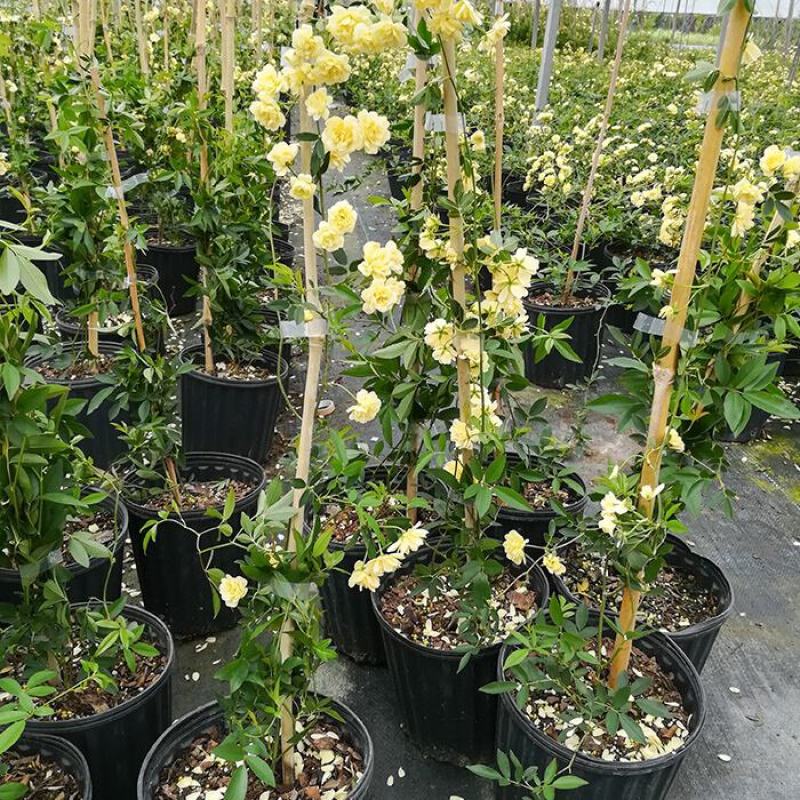 木香花苗爬藤植物庭院蔷薇开花特大花四季浓香甜蜜红木香黄白
