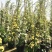 木香花苗爬藤植物庭院蔷薇开花特大花四季浓香甜蜜红木香黄白