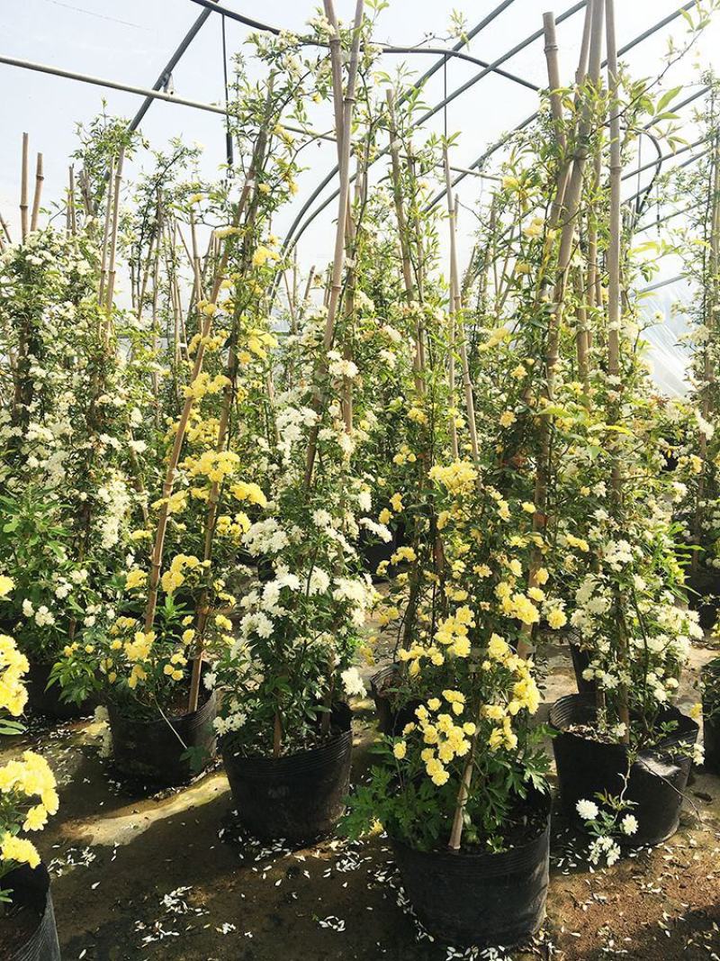 木香花苗爬藤植物庭院蔷薇开花特大花四季浓香甜蜜红木香黄白