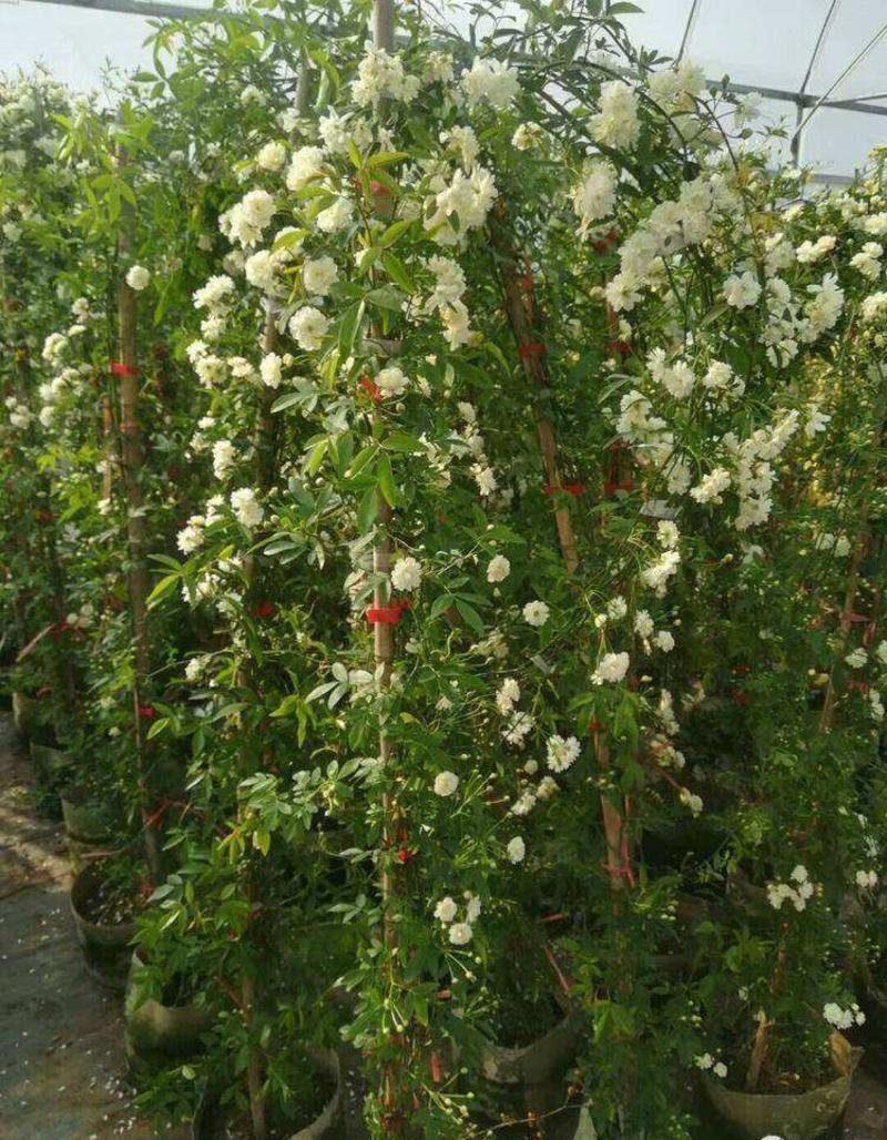 木香花苗爬藤植物庭院蔷薇开花特大花四季浓香甜蜜红木香黄白