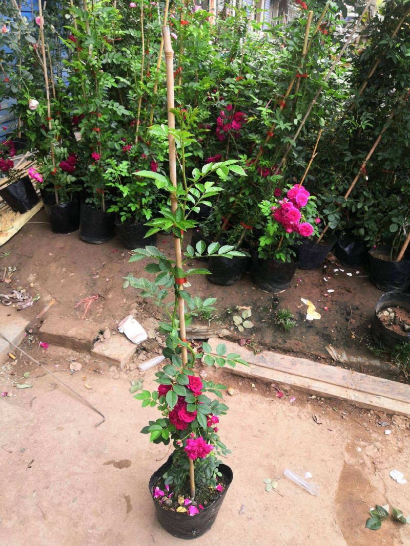 木香花苗爬藤植物庭院蔷薇开花特大花四季浓香甜蜜红木香黄白