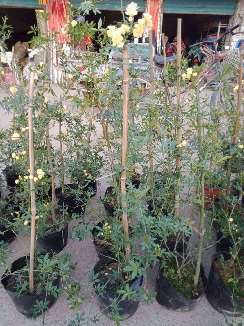 木香花苗爬藤植物庭院蔷薇开花特大花四季浓香甜蜜红木香黄白
