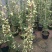 木香花苗爬藤植物庭院蔷薇开花特大花四季浓香甜蜜红木香黄白