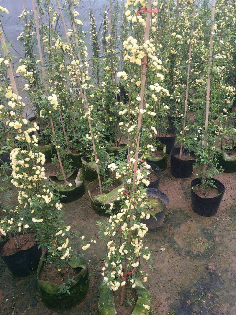 木香花苗爬藤植物庭院蔷薇开花特大花四季浓香甜蜜红木香黄白
