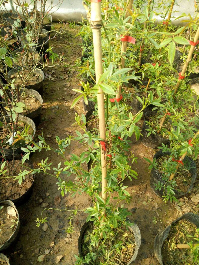 木香花苗爬藤植物庭院蔷薇开花特大花四季浓香甜蜜红木香黄白
