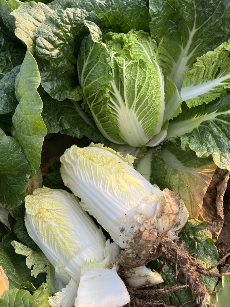 精品娃娃菜大量上市黄度好质量好欢迎考察合作