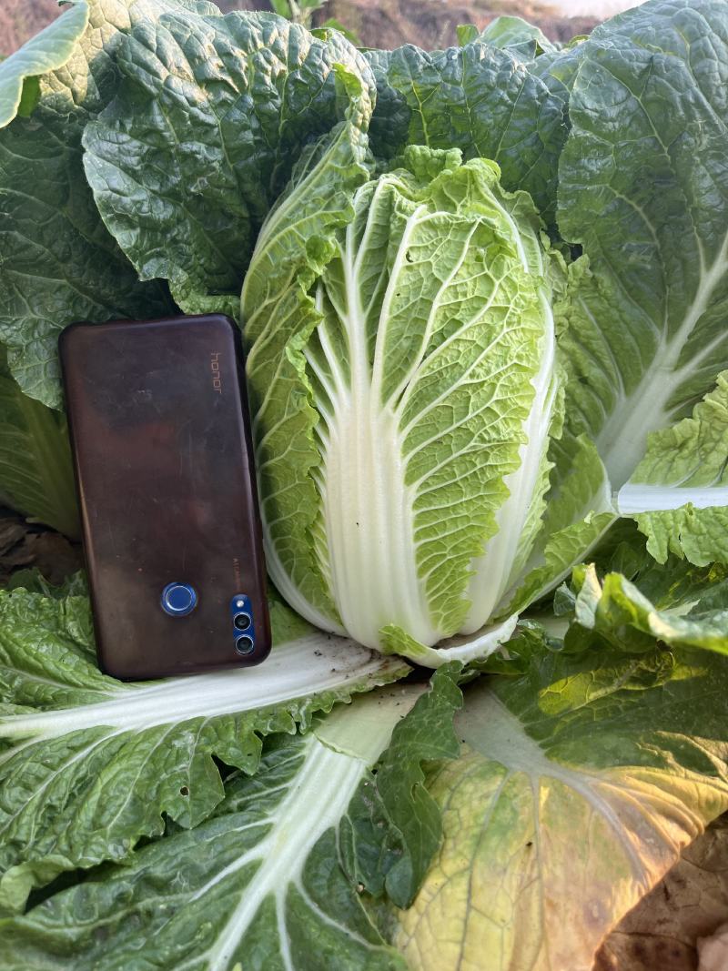 精品娃娃菜大量上市黄度好质量好欢迎考察合作