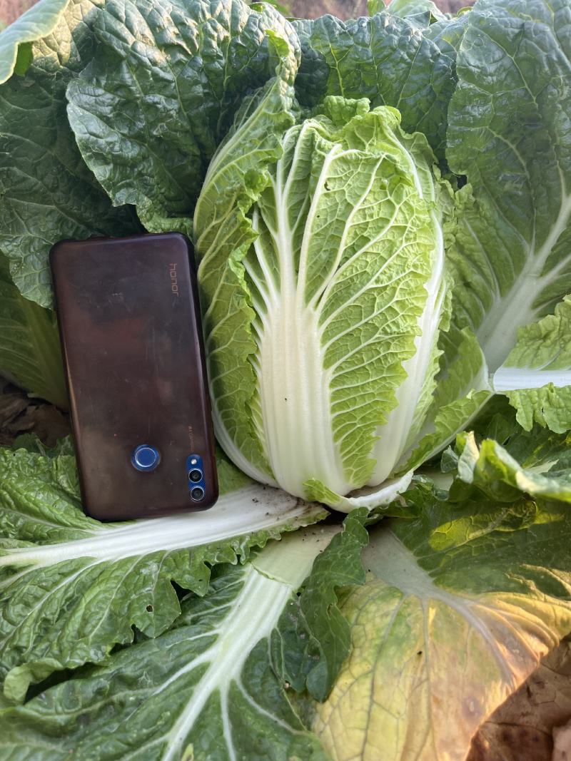 精品娃娃菜大量上市黄度好质量好欢迎考察合作