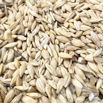 长期销售江阴三级大麦，饲料大麦，加麦，发麦，乌麦