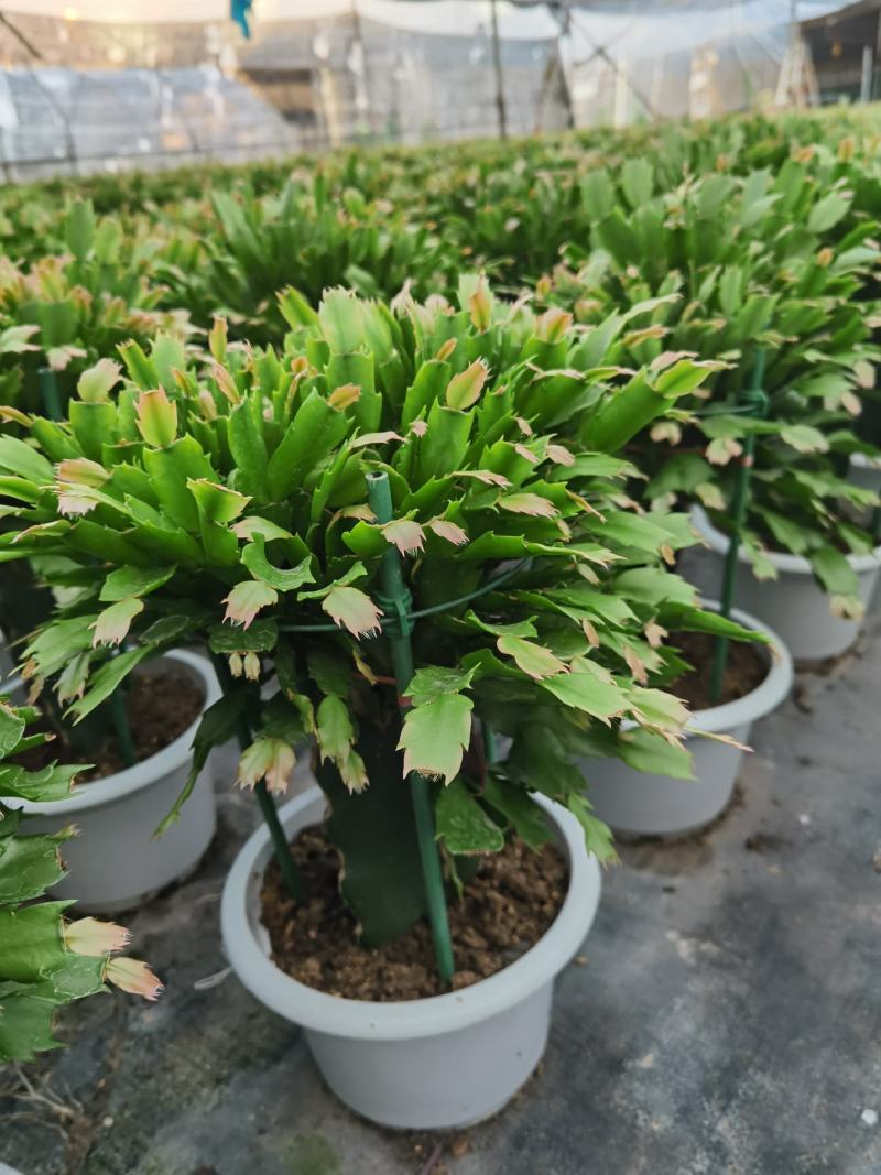 锦上添花