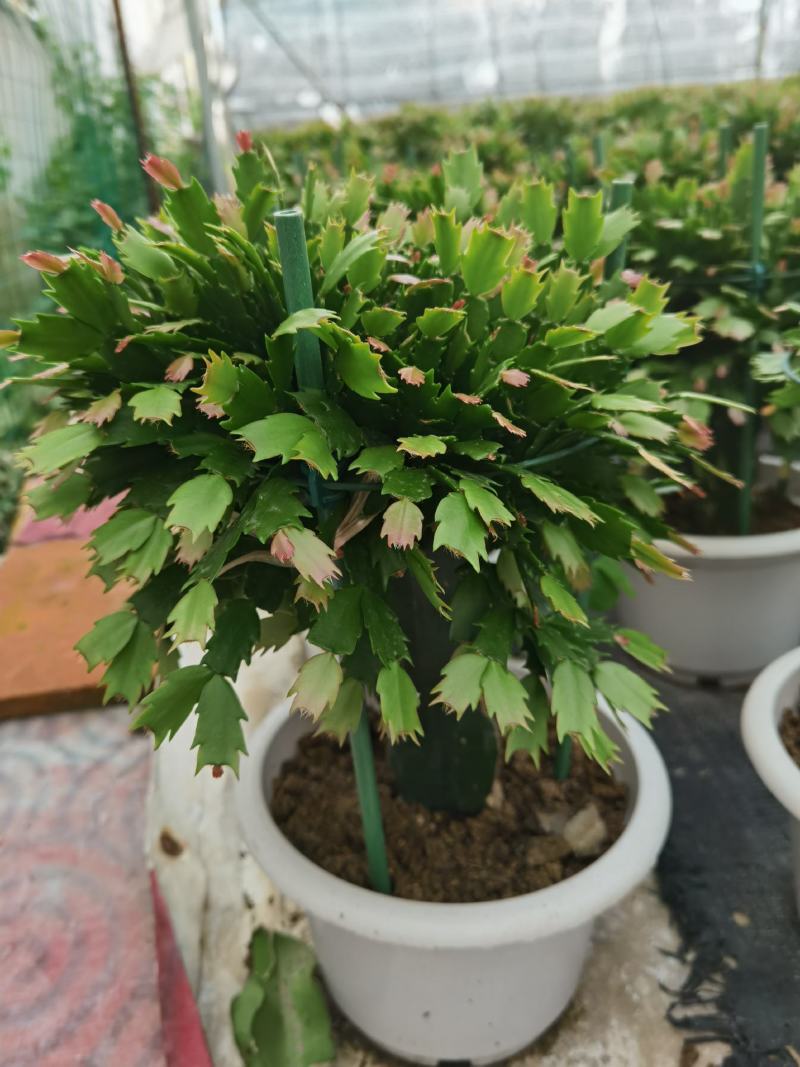 锦上添花