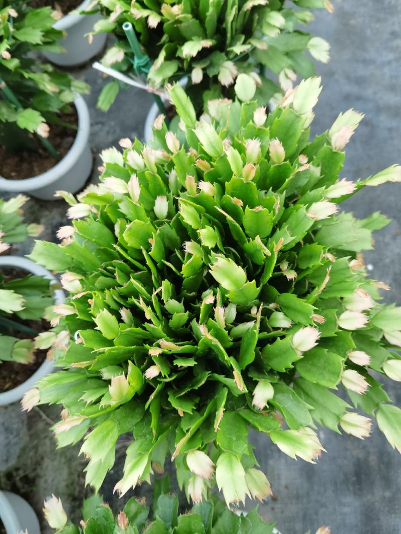 锦上添花
