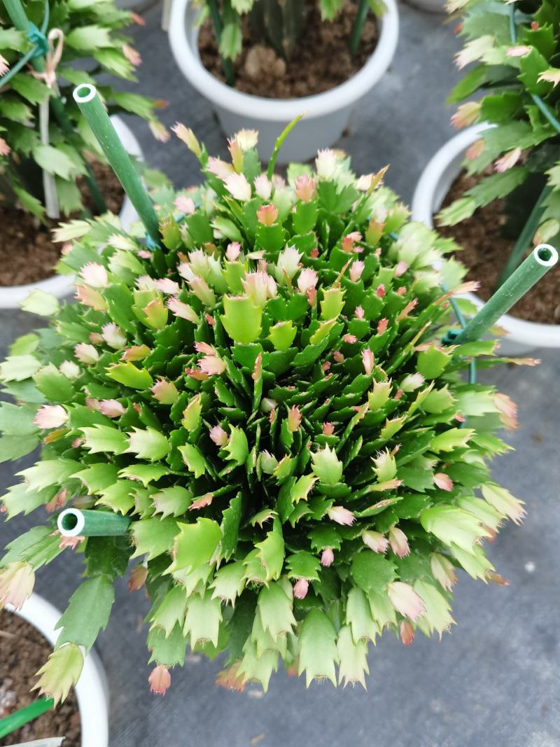 锦上添花