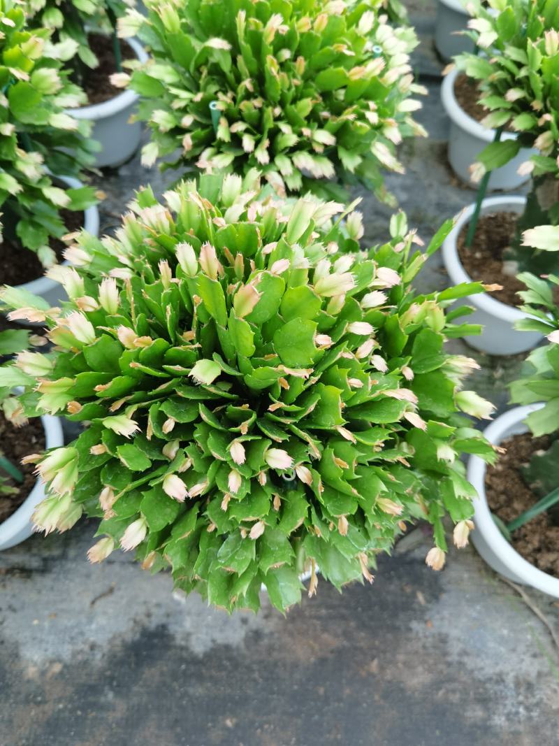 锦上添花
