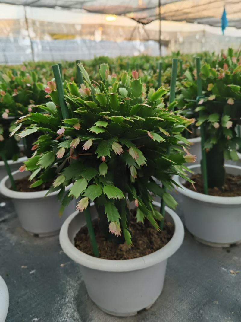 锦上添花