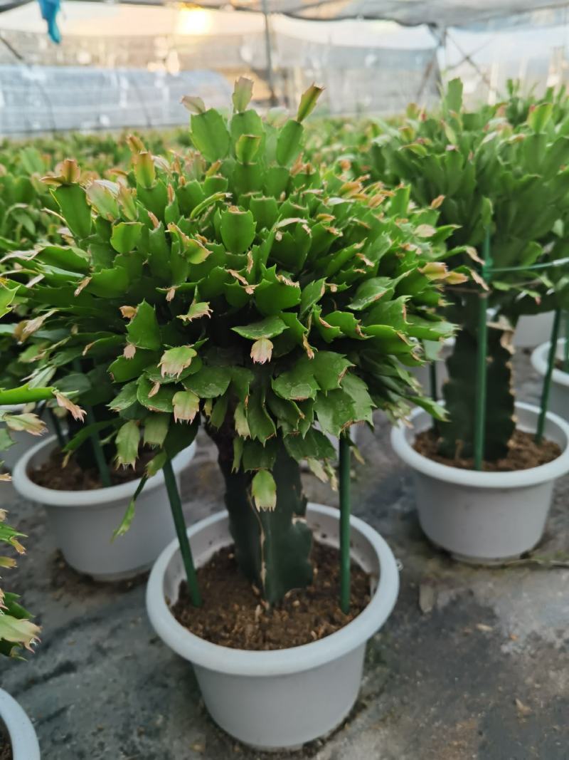 锦上添花