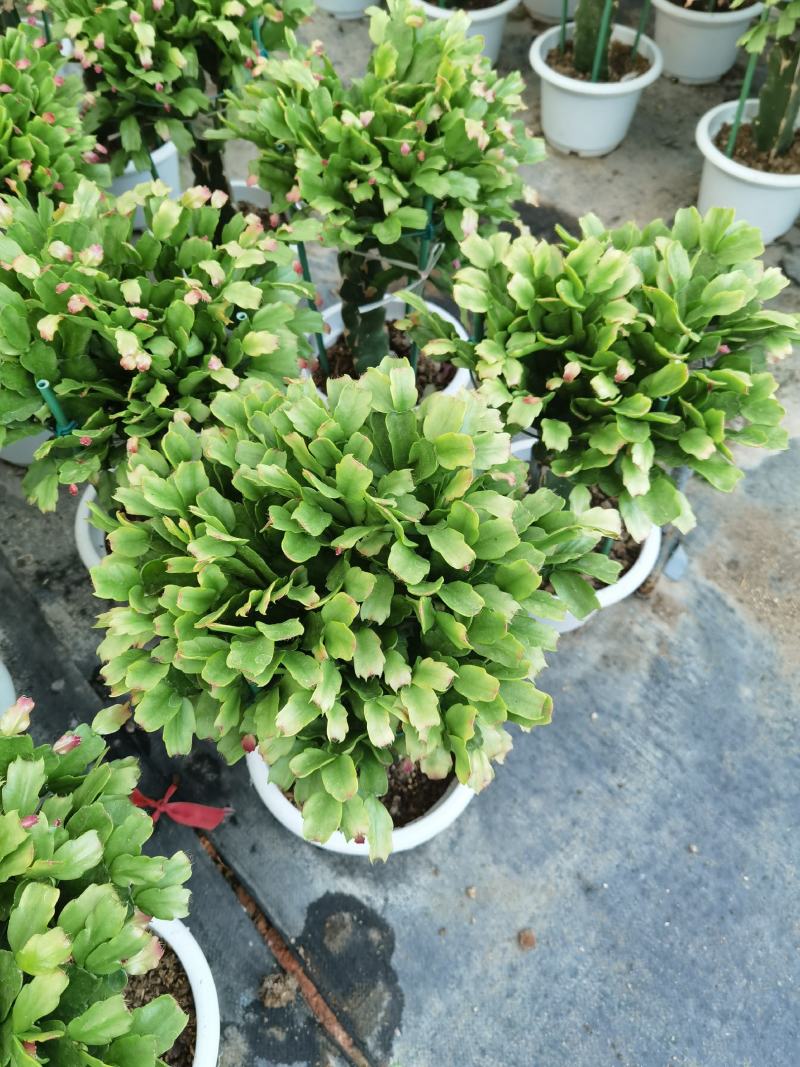 锦上添花