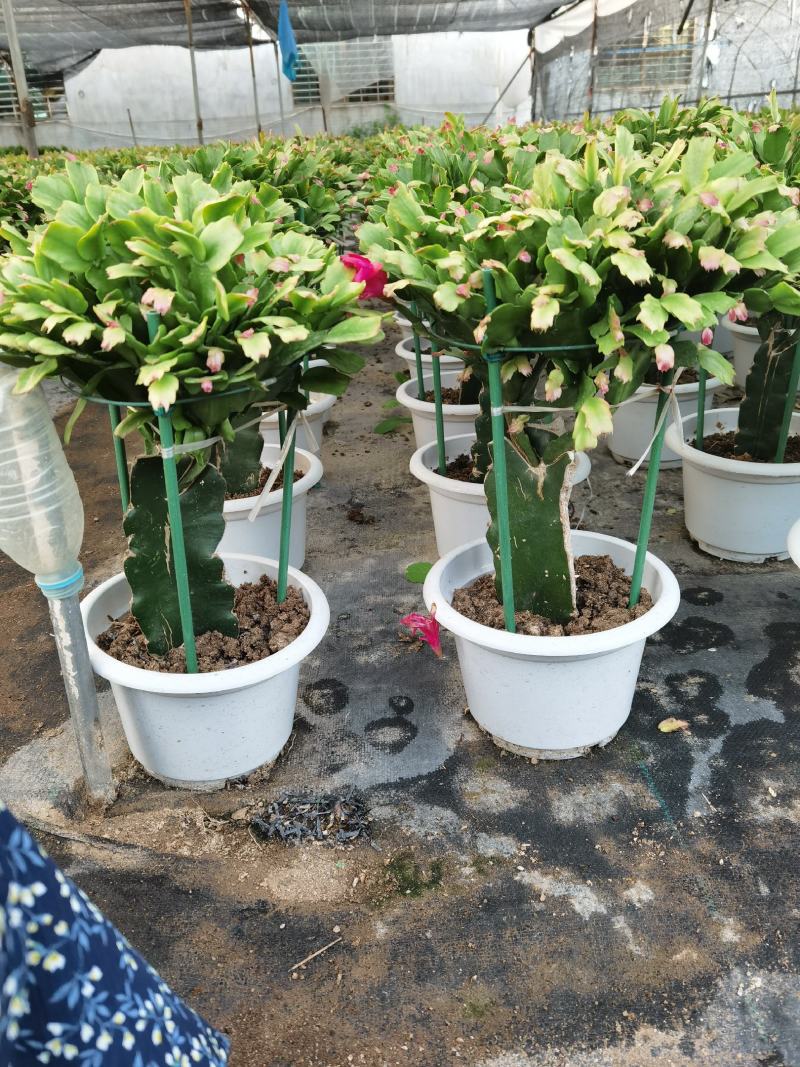 锦上添花