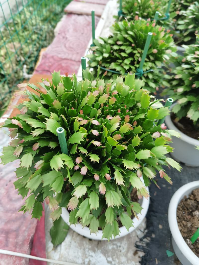 锦上添花