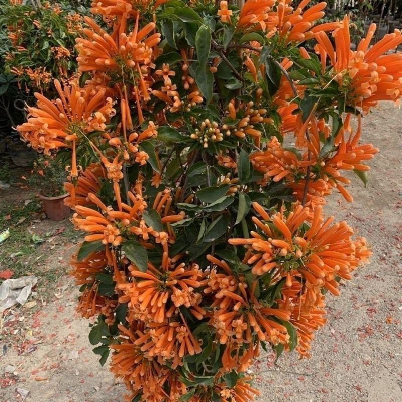 炮仗花苗藤本花鞭炮花阳台庭院垂吊攀援花卉四季可种