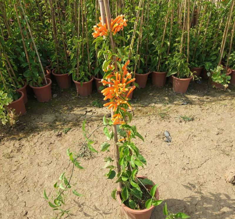 炮仗花苗藤本花鞭炮花阳台庭院垂吊攀援花卉四季可种