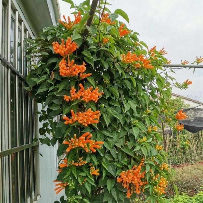 炮仗花苗藤本花鞭炮花阳台庭院垂吊攀援花卉四季可种
