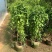 炮仗花苗藤本花鞭炮花阳台庭院垂吊攀援花卉四季可种