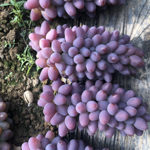 茉莉香葡萄河北唐山产地大量上市优质茉莉香葡萄