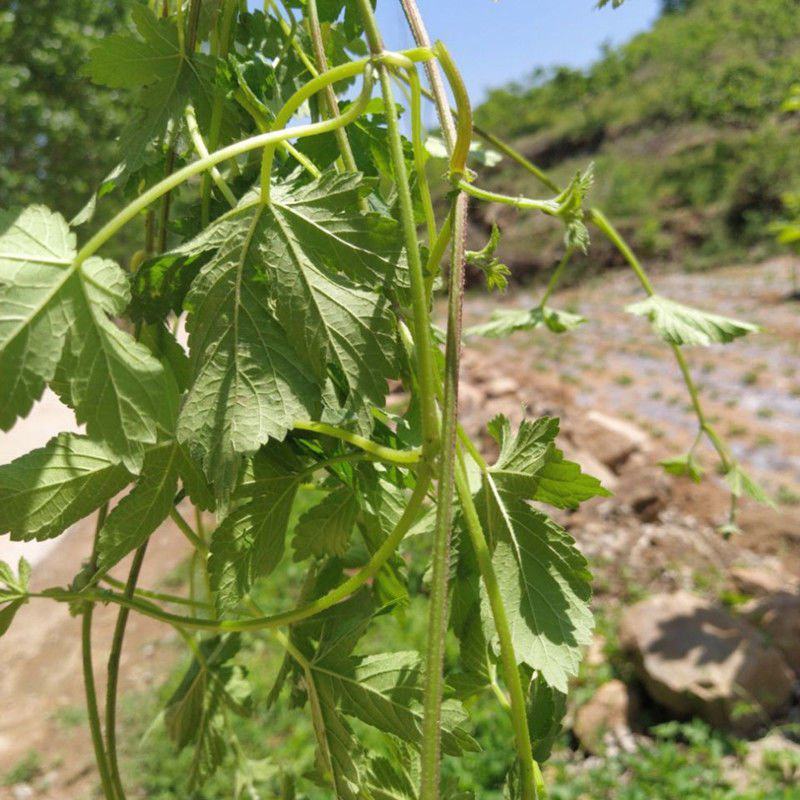 园艺种植葎草拉拉秧割人藤拉拉秧拉拉藤五爪龙葛葎蔓四季绿植