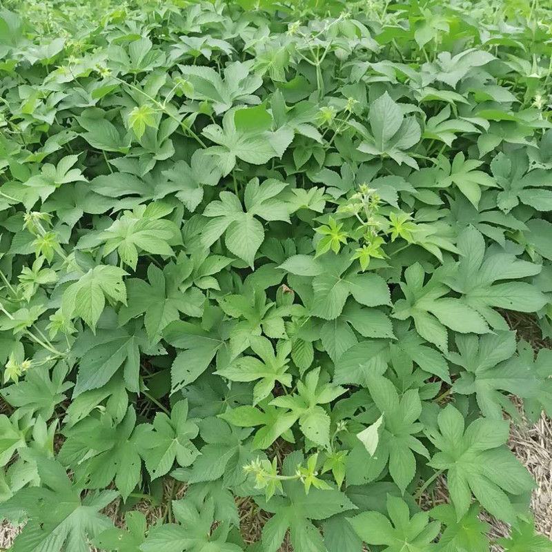 园艺种植葎草拉拉秧割人藤拉拉秧拉拉藤五爪龙葛葎蔓四季绿植