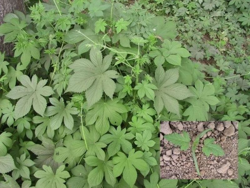 园艺种植葎草拉拉秧割人藤拉拉秧拉拉藤五爪龙葛葎蔓四季绿植