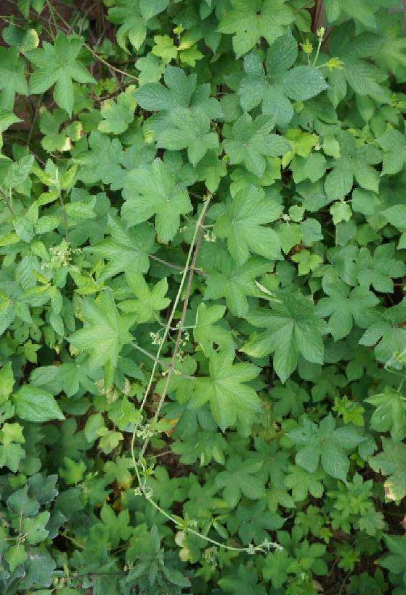 园艺种植葎草拉拉秧割人藤拉拉秧拉拉藤五爪龙葛葎蔓四季绿植